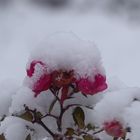 ein Mützchen aus Schnee