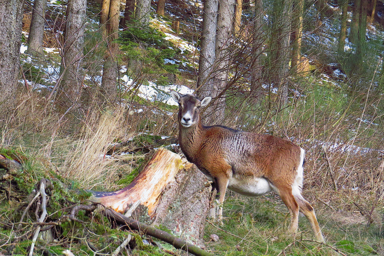 Ein Muffelschaf  