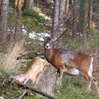 Ein Muffelschaf  