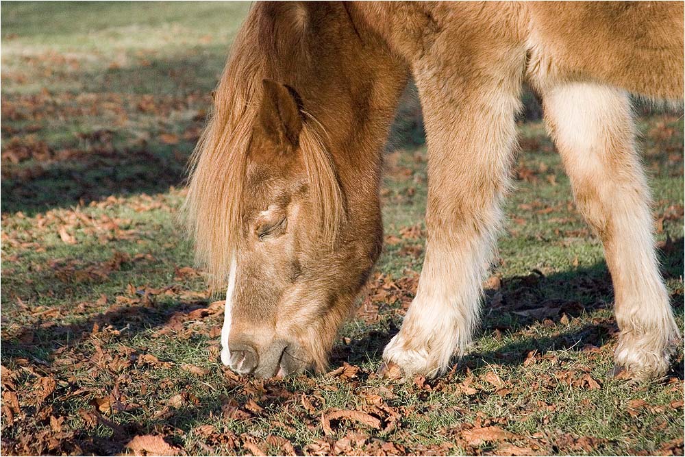 ein multitaskingfähiges Pony