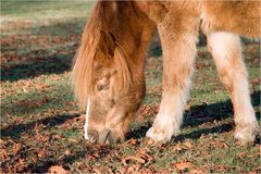 ein multitaskingfähiges Pony