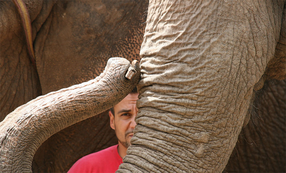 Ein Mundharmonika spielender Elefant