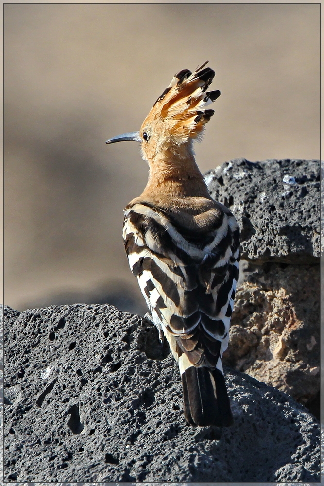 Ein Muss für Vogelfotografen