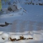 Ein mutiger kleiner Vogel