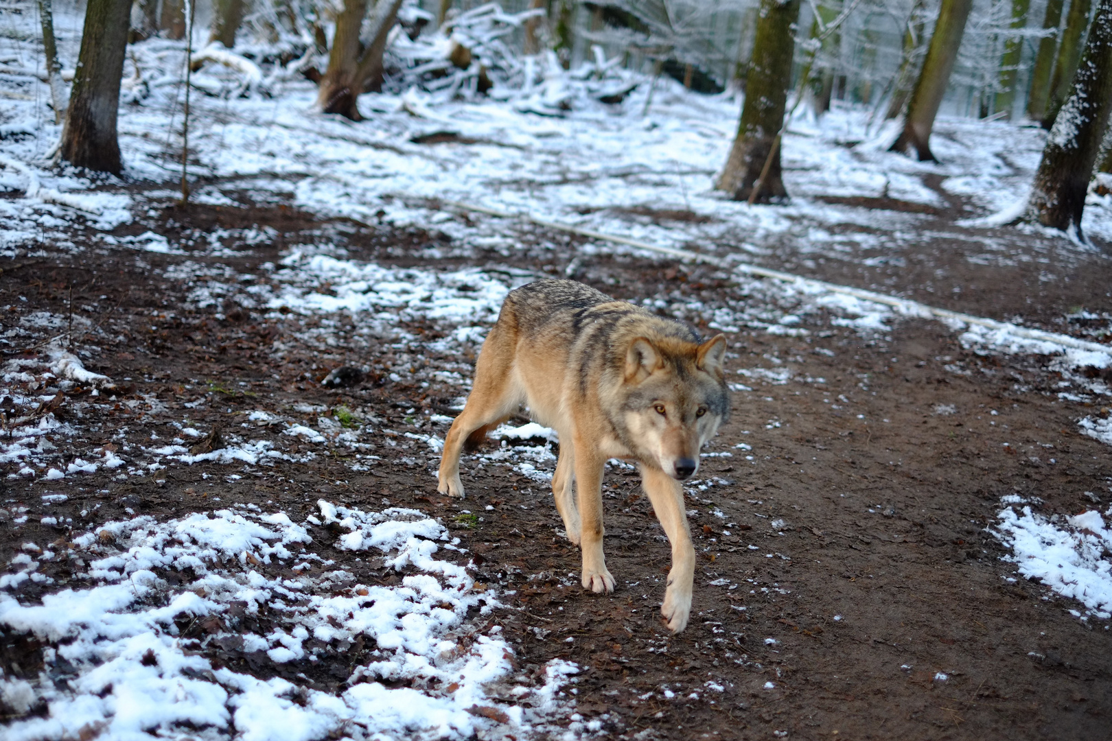 Ein mutiger Wolf findet bald sein Ende