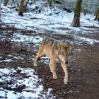 Ein mutiger Wolf findet bald sein Ende