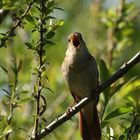 .*.*.*.*  ein Muttertagsständchen .*.*.*.*