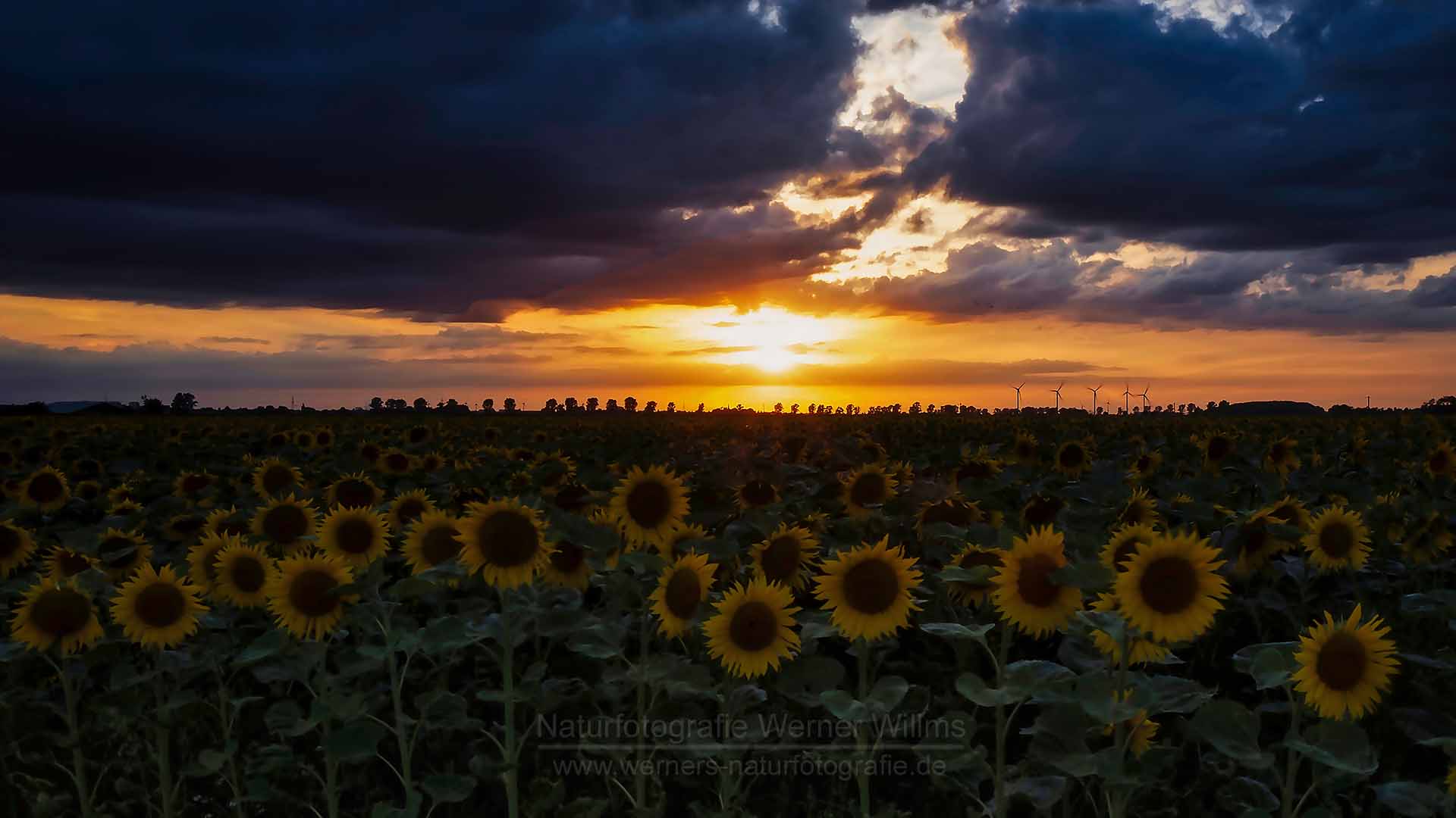 Ein mystischer Sonnenuntergang gestern Abend in der Voreifel.