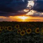 Ein mystischer Sonnenuntergang gestern Abend in der Voreifel.