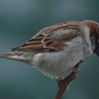 Ein Nachdenker mit   Wehmuts-Tropfen