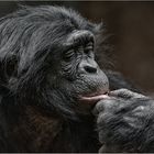 Ein nachdenklicher Bonobo