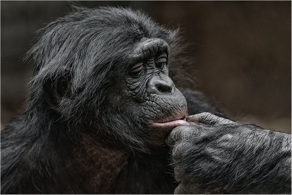 Ein nachdenklicher Bonobo