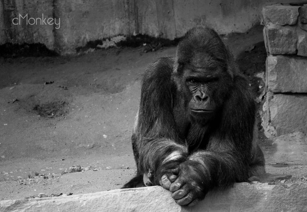 Ein Nachdenklicher Gorilla