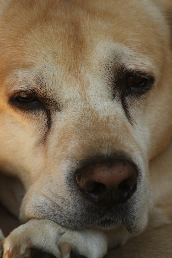 ein nachdenklicher Hund