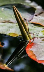 Ein Nachmittag am Gartenteich...