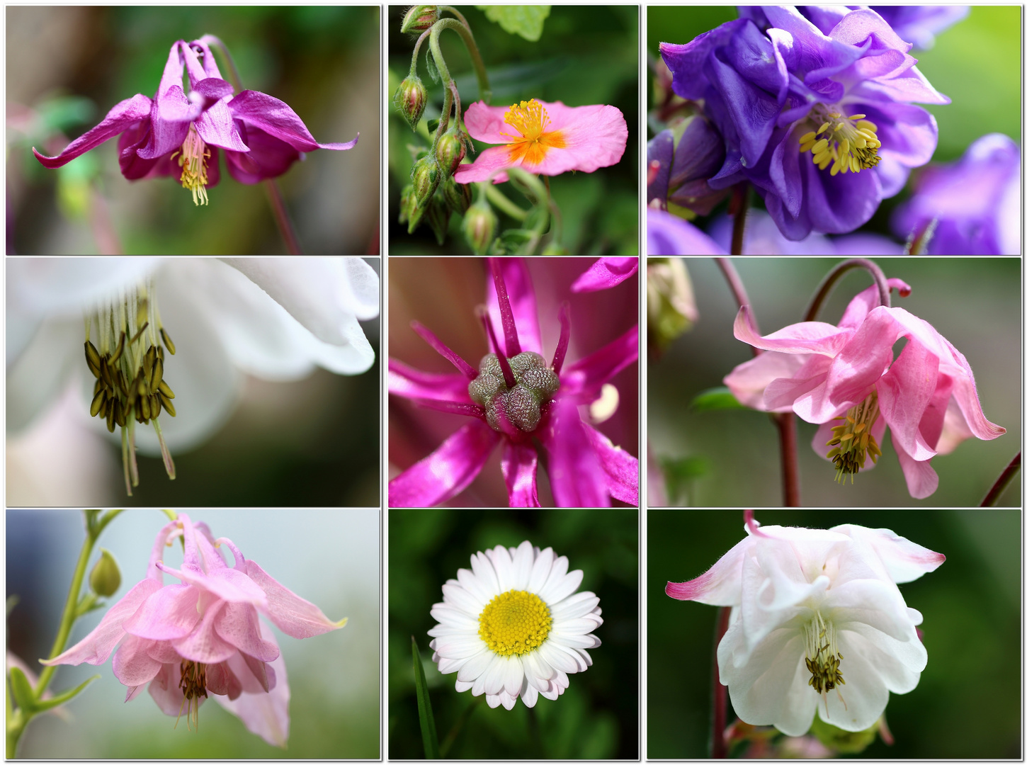 Ein Nachmittag im Garten