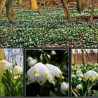 Ein Nachmittag im Märzenbecherwald