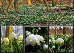 Ein Nachmittag im Märzenbecherwald