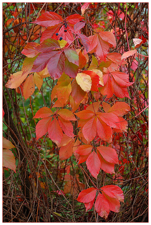 * Ein Nachtrag zum Herbst *