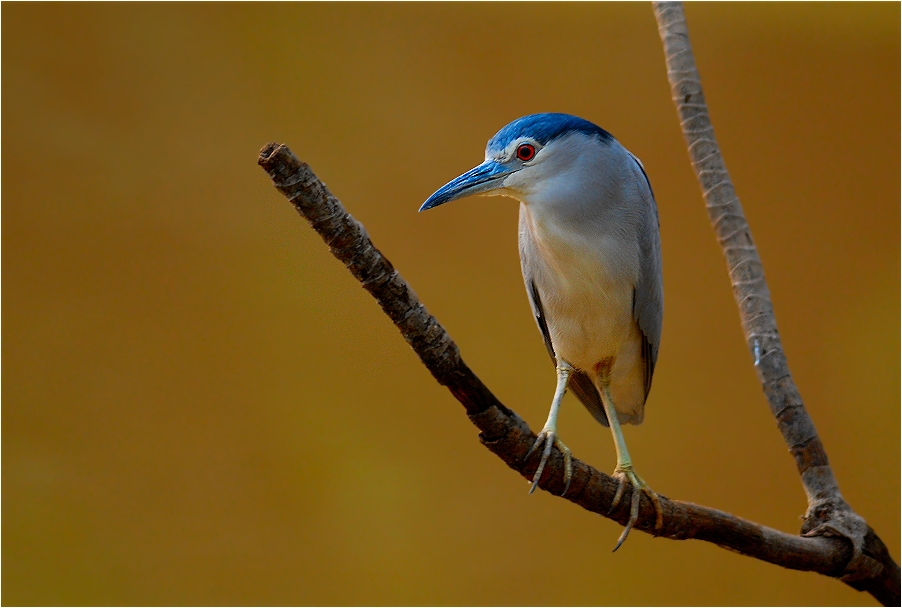 Ein Nachtreiher im Abuko-Nationalpark...