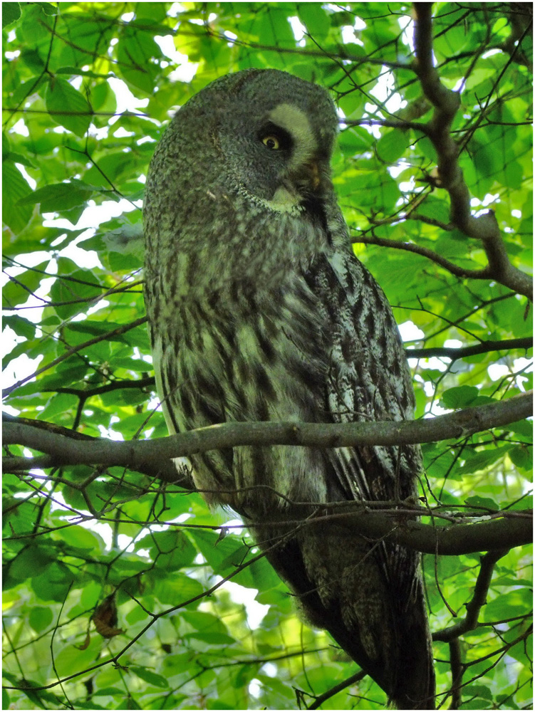 Ein Nachtvogel,