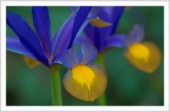 Ein Nachzügler hat sich aber prächtig rausgeputzt. Iris in Blau / Gelb.