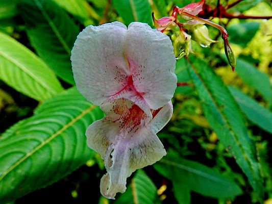 ein Nachzügler in weiß