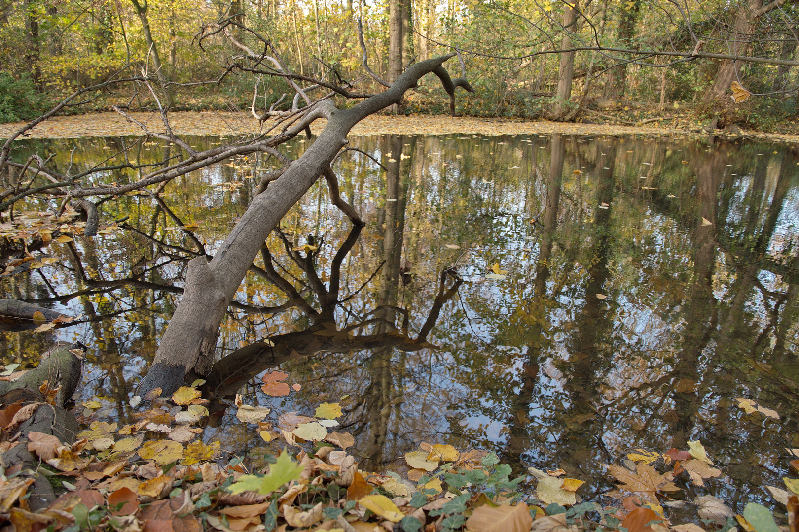Ein nackter Baum und sein Spiegelbild auf der Wasseroberfläche.