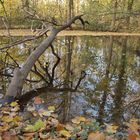 Ein nackter Baum und sein Spiegelbild auf der Wasseroberfläche.