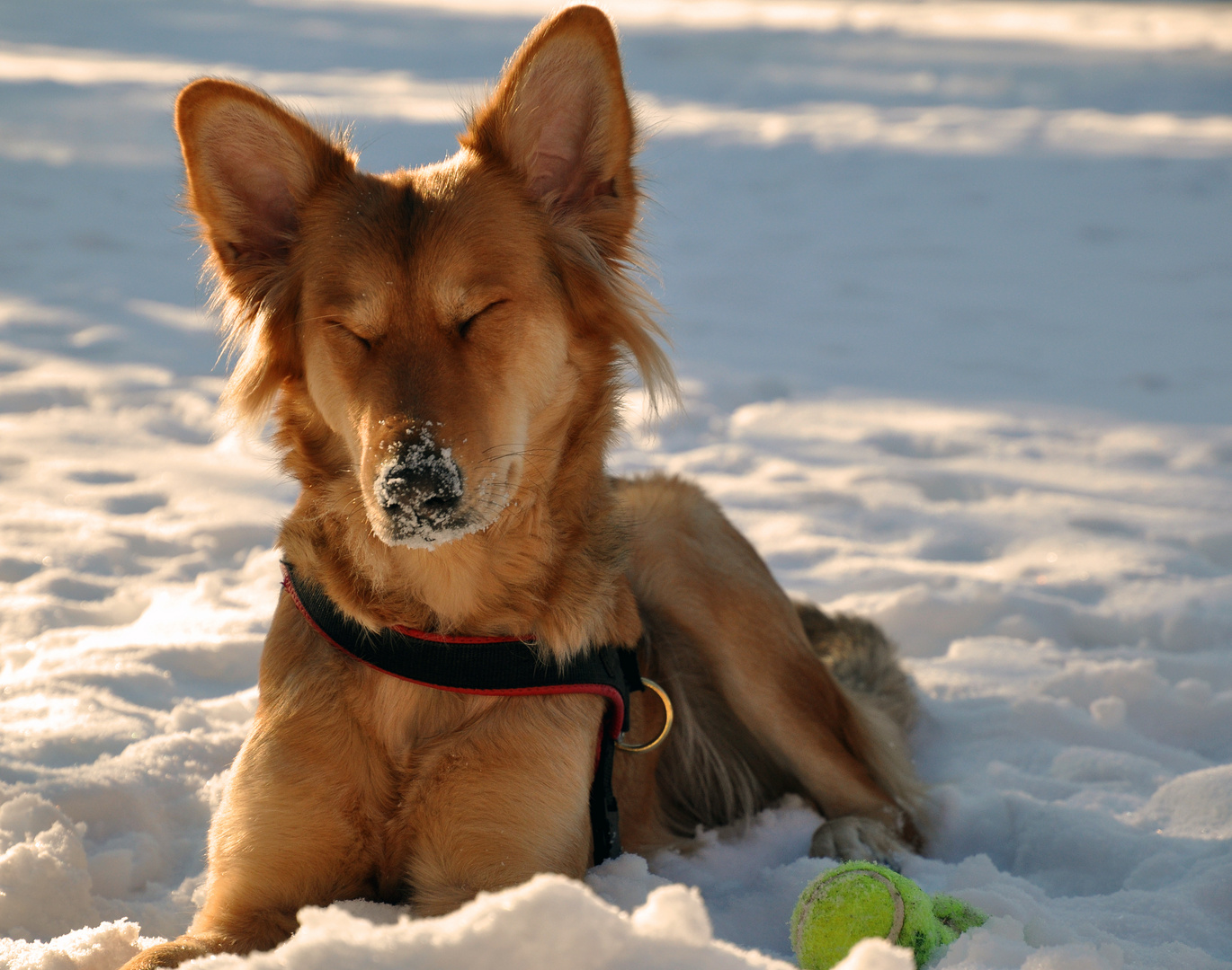 Ein Näschen voll Schnee