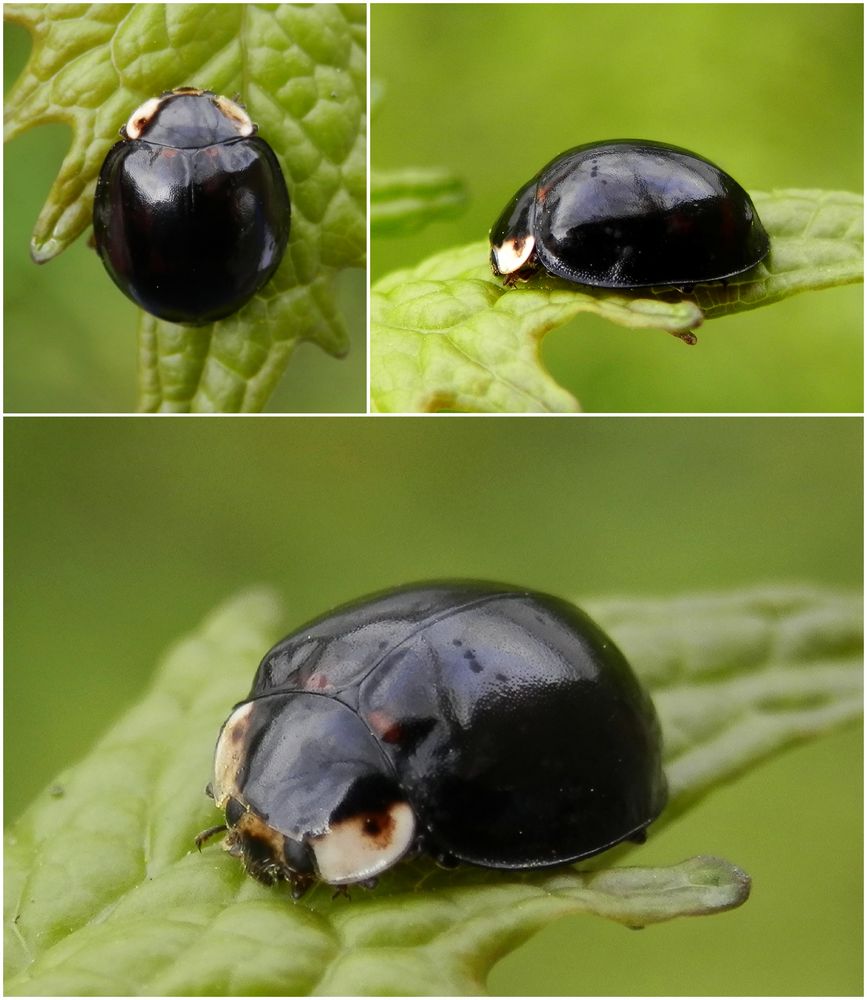 Ein nahezu schwarzer Marienkäfer - eine Farbvariante von Harmonia axyridis