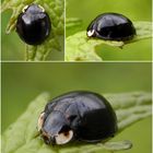 Ein nahezu schwarzer Marienkäfer - eine Farbvariante von Harmonia axyridis