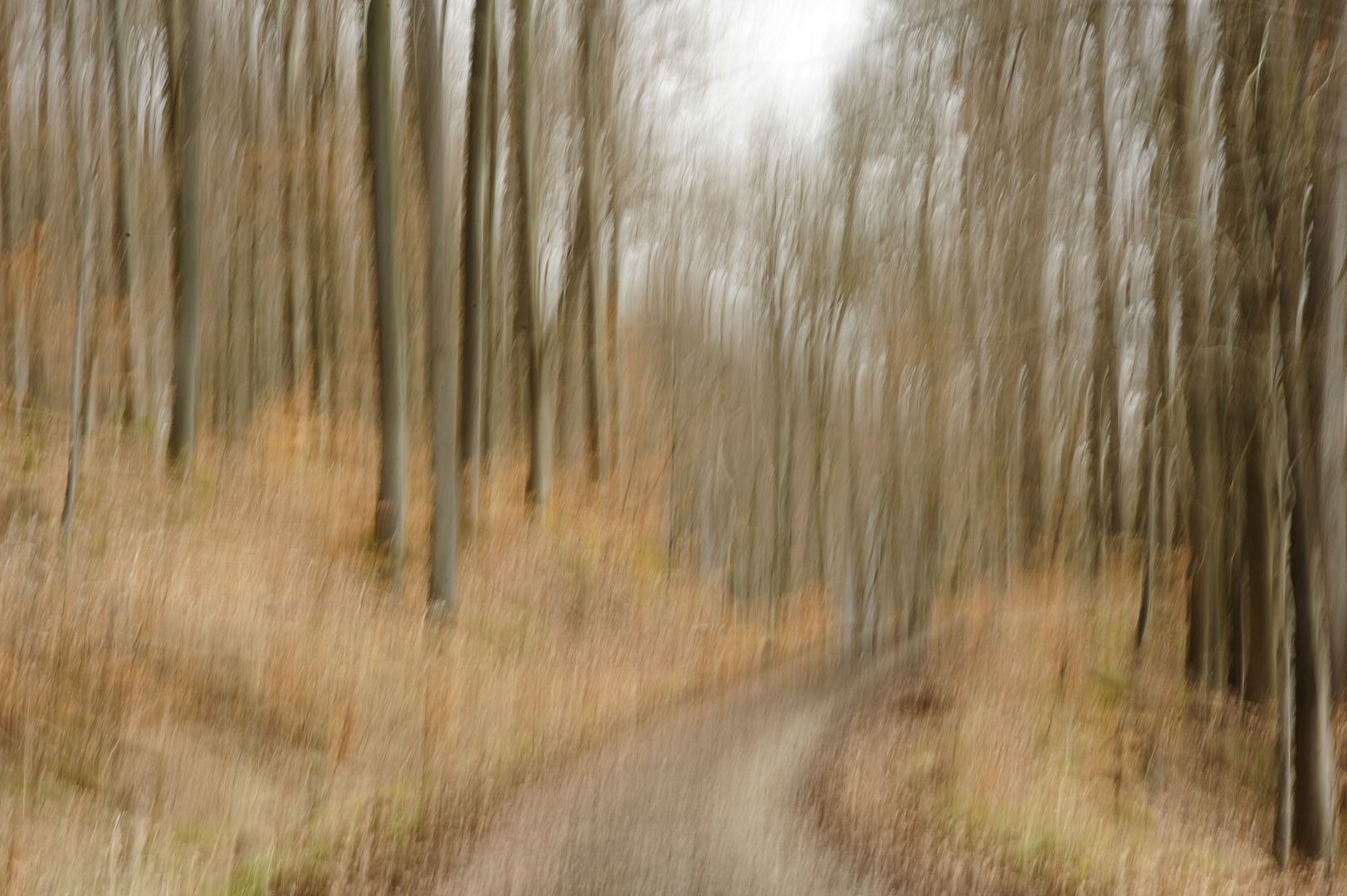 Ein Nambianer im deutschen Wald (nicht bearbeitet)