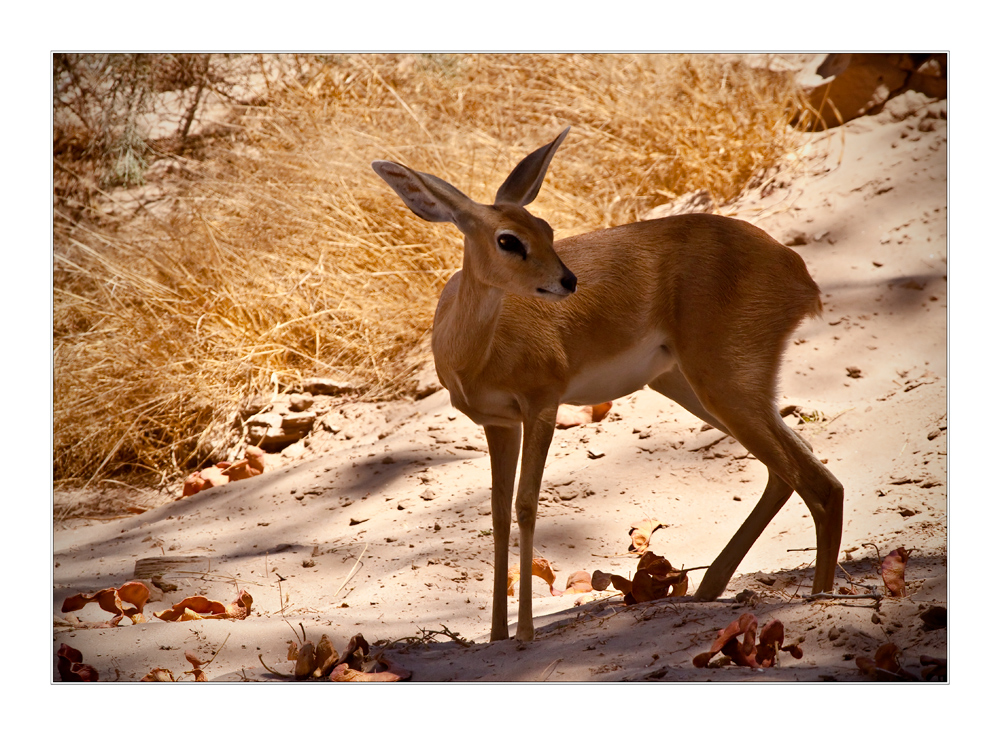 ein namibischer steinbock......