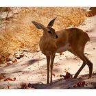 ein namibischer steinbock......