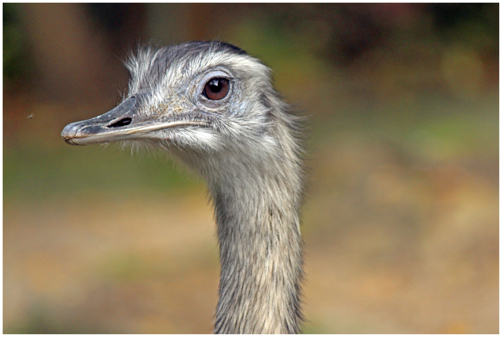 Ein Nandu