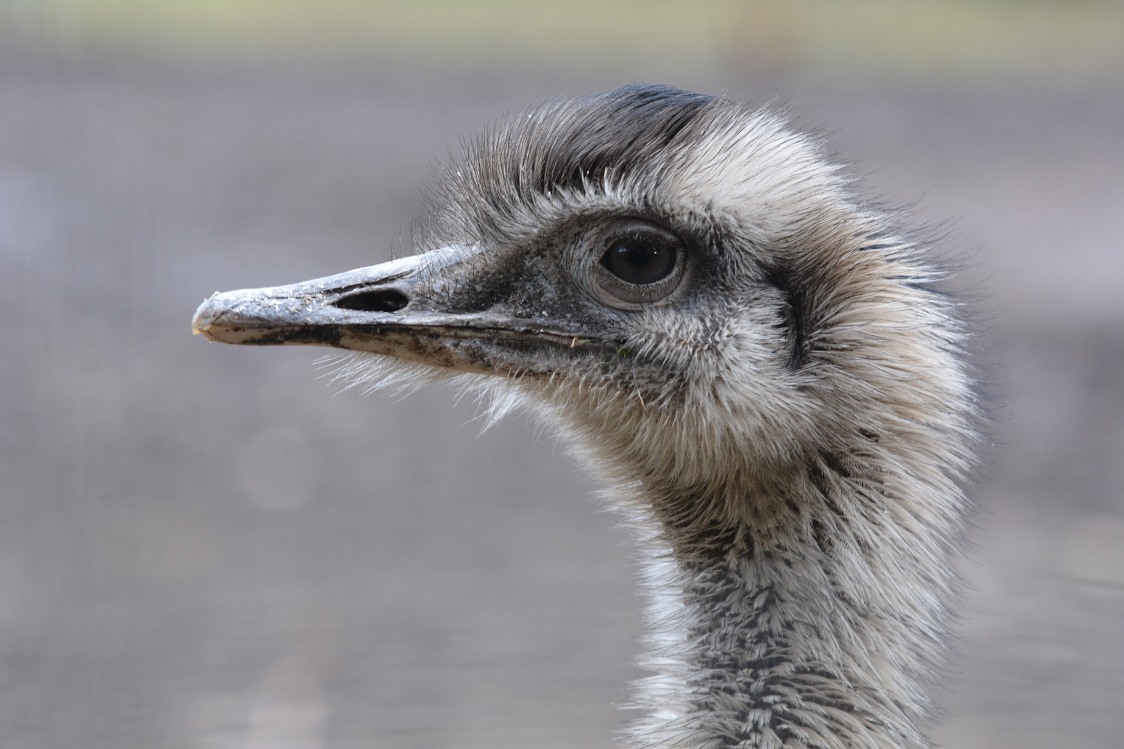 Ein Nandu im Wildpark Müden