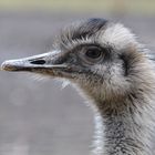 Ein Nandu im Wildpark Müden