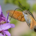 ein naschender Flieger