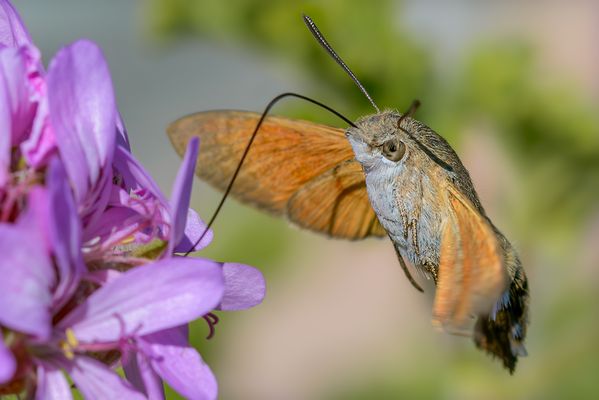 ein naschender Flieger