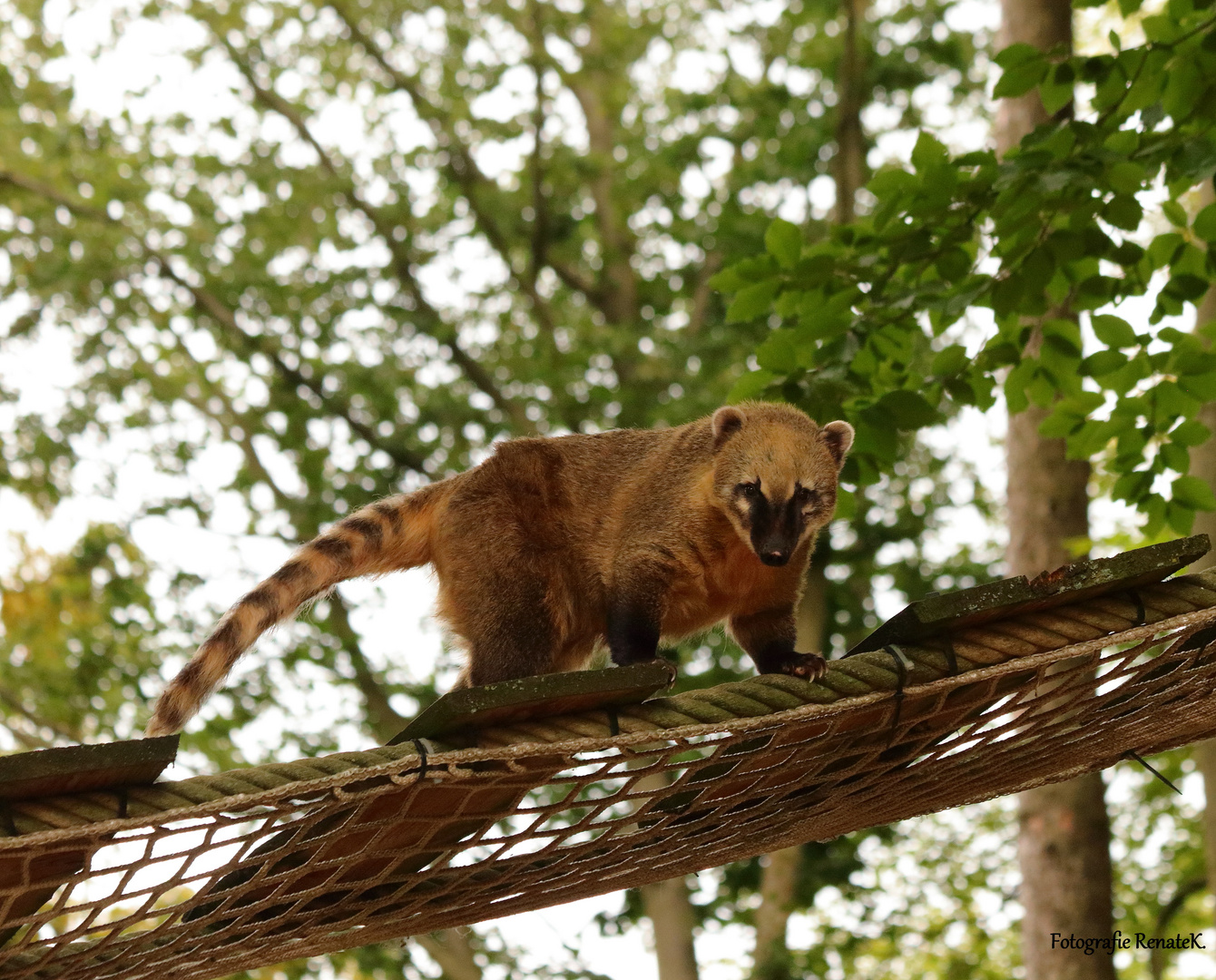 Ein Nasenbär im Osnabrücker Zoo