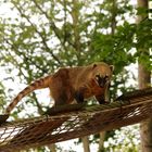 Ein Nasenbär im Osnabrücker Zoo