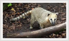 Ein Nasenbär im Zoo in Aalborg / DK .