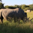 Ein Nashorn aus der Nähe