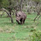 ein Nashorn kommt gelaufen