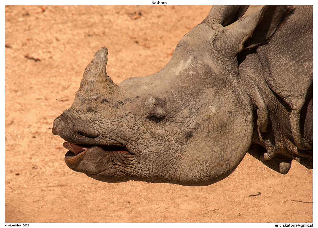 Ein Nashorn lächeln