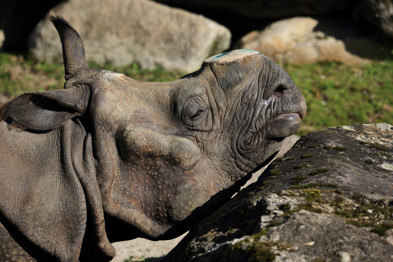 Ein Nashorn ....ohne Nashorn....