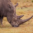 ein Nashorn und vier Vögel