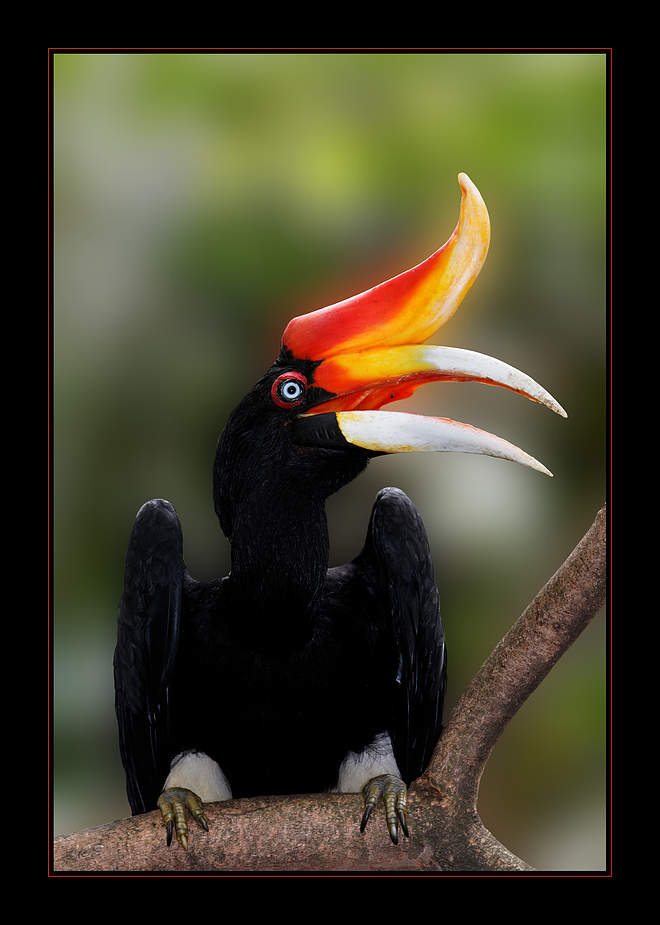 Ein Nashornvogel // The Great Hornbill