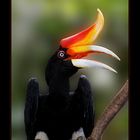 Ein Nashornvogel // The Great Hornbill